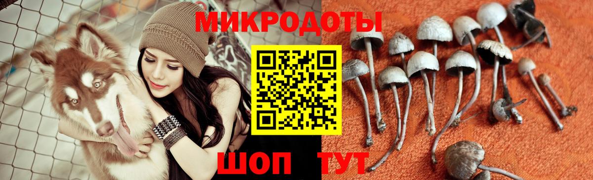 Псилоцибиновые грибы Cubensis Краснокаменск